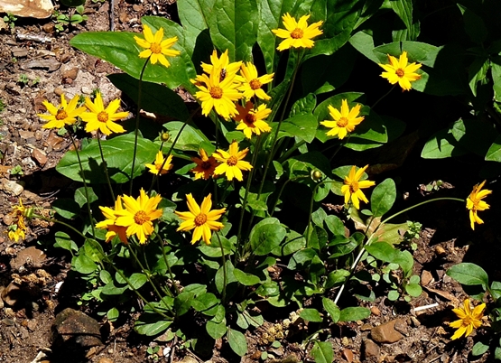 {Coreopsis auriculata}